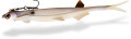Gumen nstrahy Pelagic Shad 21cm/60g farba Baby zander