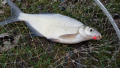 Kapr sen na vetky druhy bielej ryby ale aj kaprov a dokonca sa nm podarilo ulovi aj amura