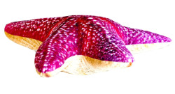 Vank�� pre rados� HVIEZDICA 50cm