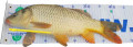 Podložka pod ryby s meterom (100×50) + uvoľňovač háčikov