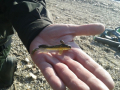 Quantum Goby Shad ripper