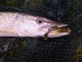 Quantum Goby Shad ripper