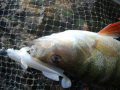 Twister Quantum Shat´r Tail 9cm/poison/5ks Twister Quantum Shat´r Tail 9cm/poison/5ks