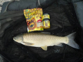 Radical boilies Yellow Zombie