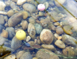 15mm Fluo Pop Up Big Hit 35g - kokos + javorový krém 15mm Fluo Pop Up Big Hit 35g - kokos + javorový krém