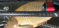 Kaprov prty Invictus Carp 3-6m/2-75lbs 2diel