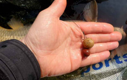 Hotov nadvzce FAITH Basic boilie rig - bez protihrotu