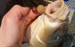 Hotov nadvzce FAITH Basic boilie rig - bez protihrotu