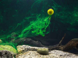 Plvajce mini boilies na krtkodob vpravy za rybami