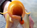 12mm plvajce boilies Super Feed Diffusion Mini 40g - sexy peach