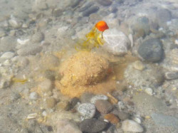  Super nstraha na krtkodob rybaky