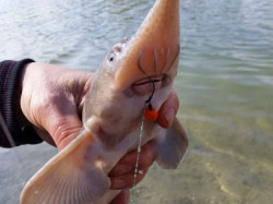  vborn nstraha na vody s vekm rybrskym tlakom