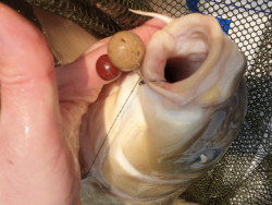 20mm boilies Retro Range 2-5kg + popup King Prawn