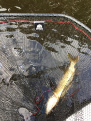 Podberák s pogumovanou sieťkou - Predator 80x75cm Podberák s pogumovanou sieťkou - Predator 80x75cm