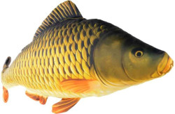 Vank pre rados KAPOR upin